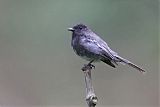 Black Phoebe